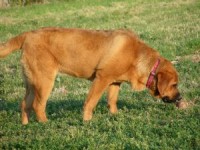 /album/puppies/a08303195629296-1-jpg3/