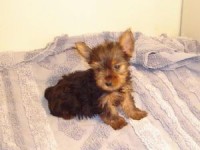 /album/puppies/a09003180323162-1-jpg/