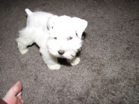 /album/puppies/a09007162351317-1-jpg/